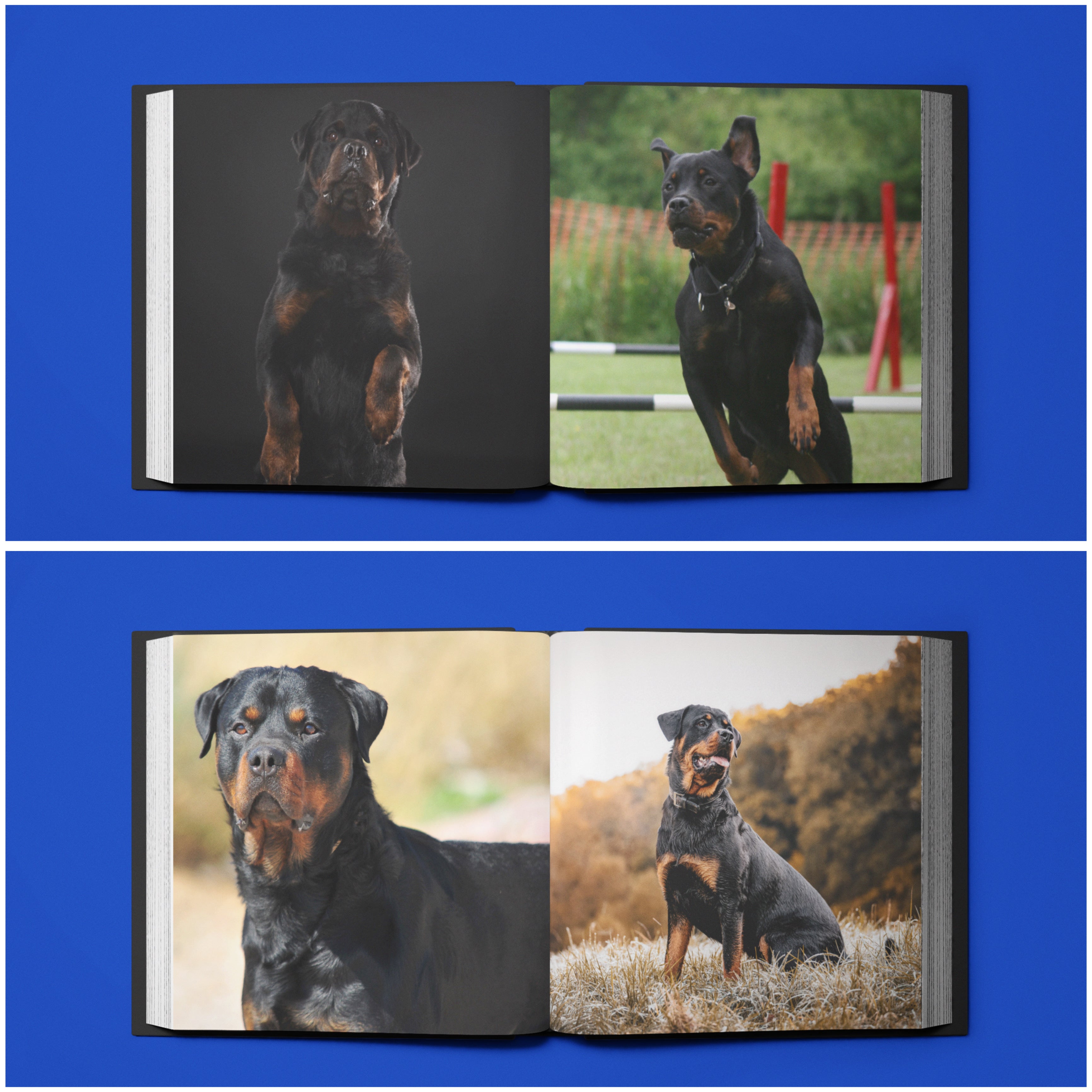 BEST IN SHOW
