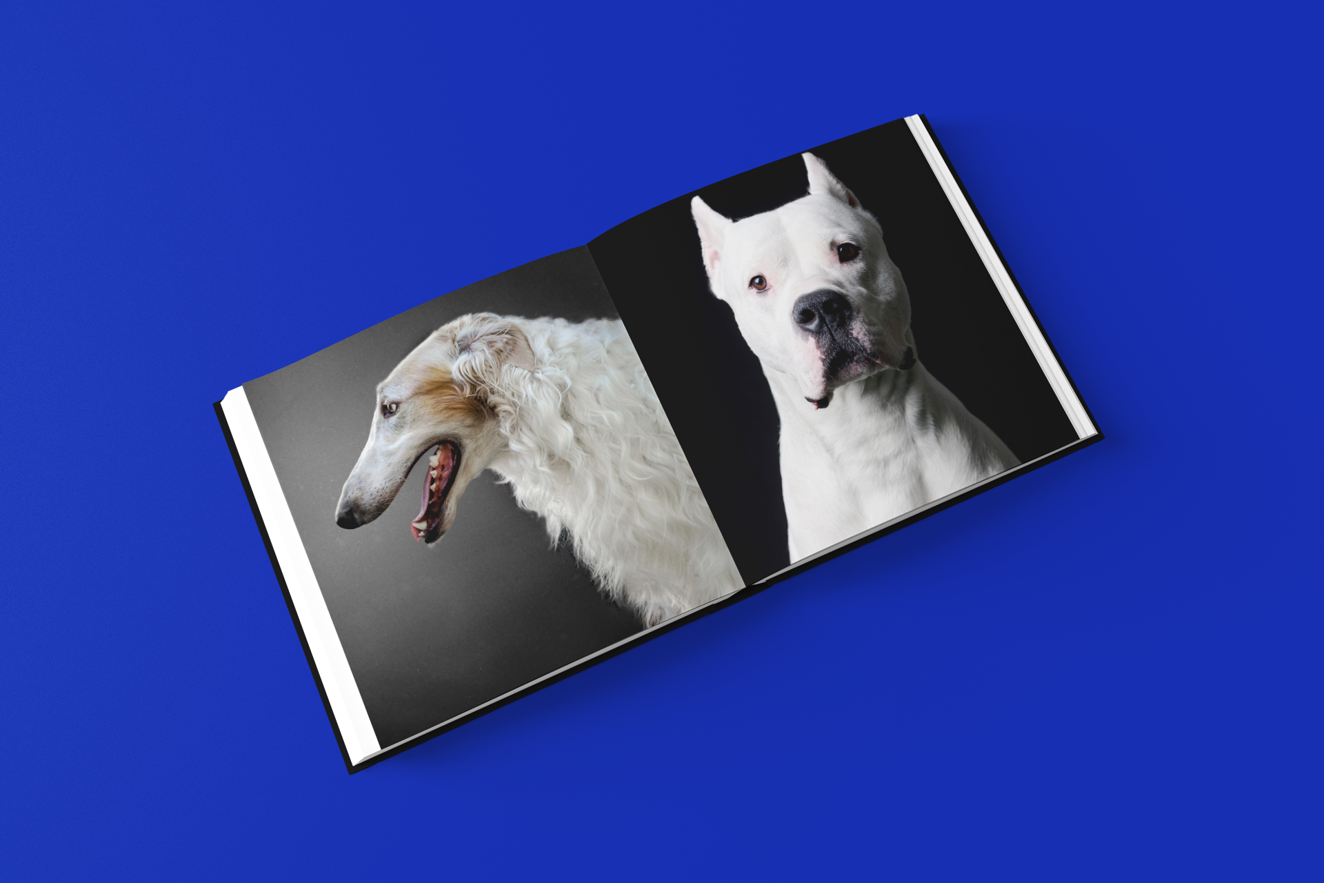 BEST IN SHOW
