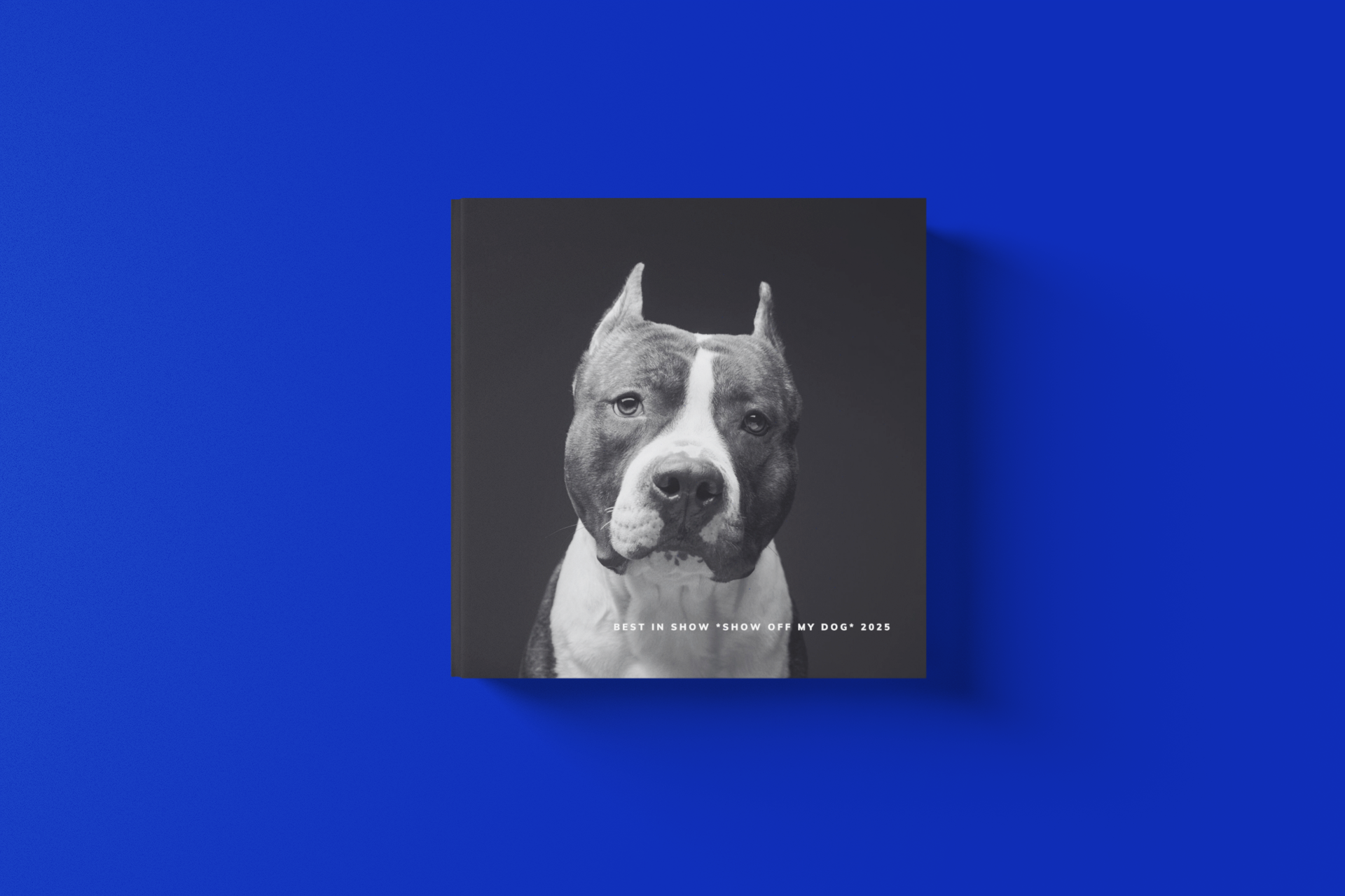 BEST IN SHOW