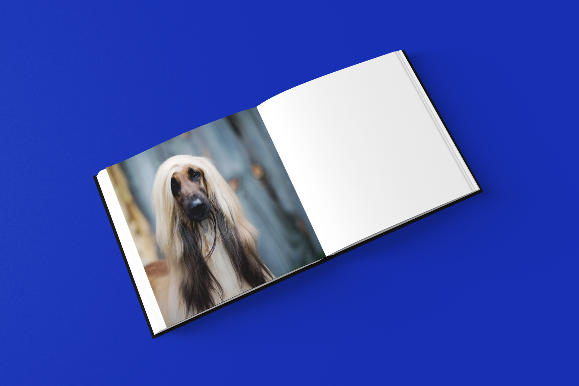 HOUND